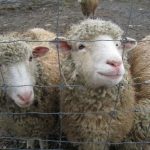 Cust.LianeMartin.sheep closeup