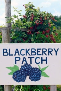 Terhune Blackberries by robert stern