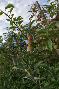 Manzana de árbol 4