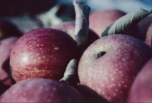 apples by Heather Diskin 1e plaats 08