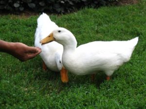 feeding ducks