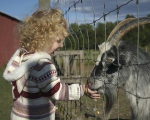 feeding goat isabelle stoldt by gwendoln wood