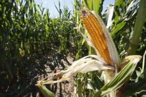 cornfield