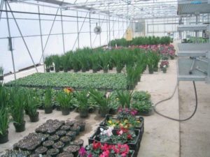 flowers in greenhouse