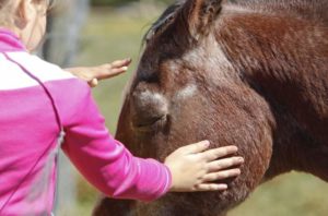 horse pet