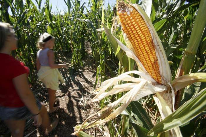 kids visit corn maze
