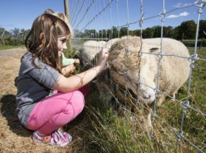 petting sheep