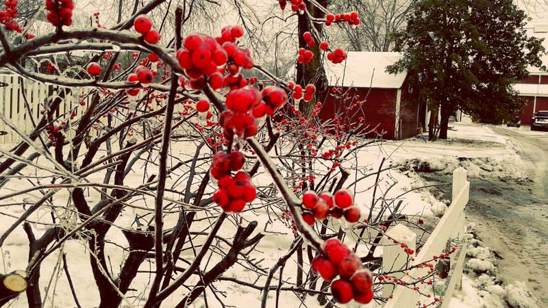 winter trees red berries