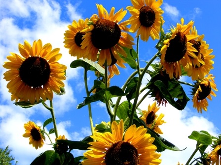 sunflowers