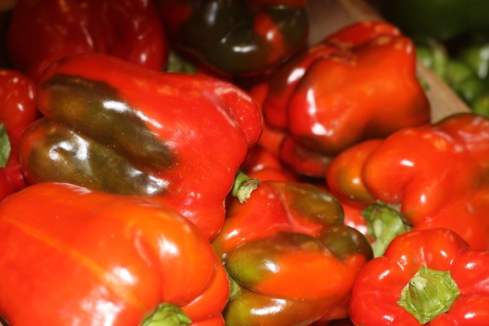 Peppers - Bell Red, each - Terhune Orchards