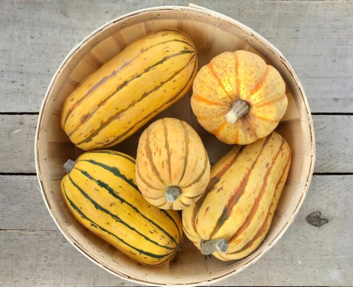 winter squash delicata