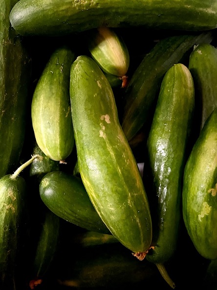 cucumbers english