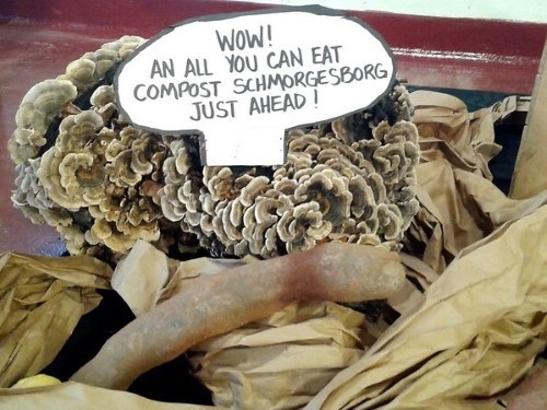 read & explore compost fungi