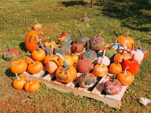 fall festival painted pumpkins