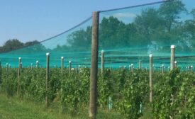 net wine grapes