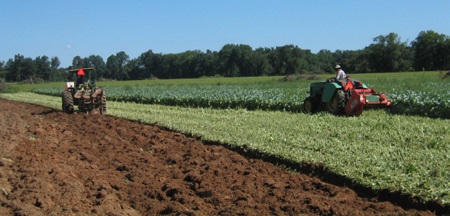 Bioremediation on new vineyard