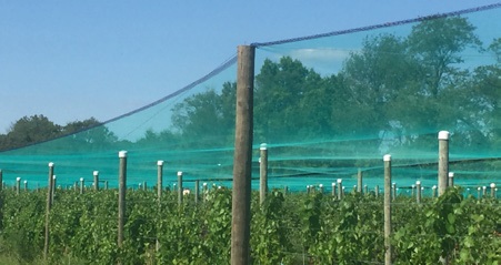 Grape net over vineyard