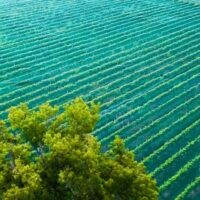 timeline - Vineyard Aerial